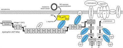 Perspective: Spectrin-Like Repeats in Dystrophin Have Unique Binding Preferences for Syntrophin Adaptors That Explain the Mystery of How nNOSμ Localizes to the Sarcolemma